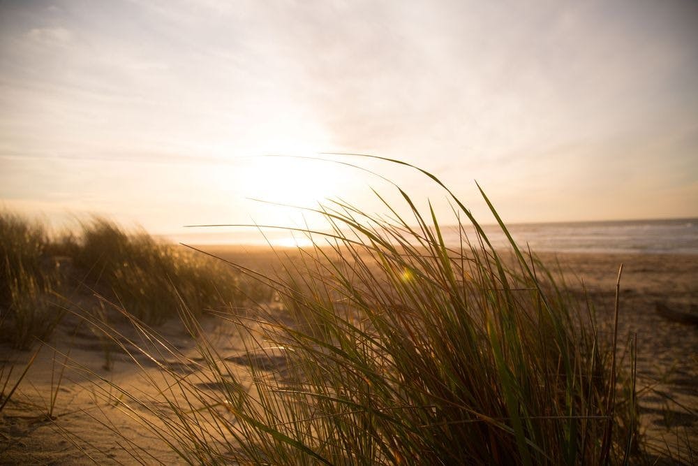 Entre dunes et mer - image