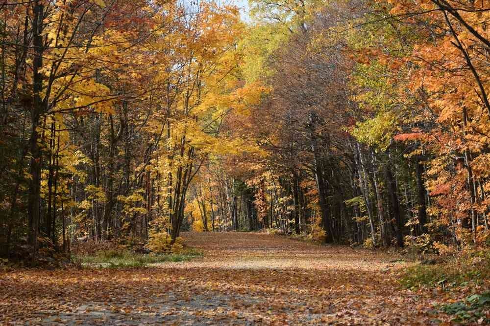 Les 60 km de marche de l'Oise - image