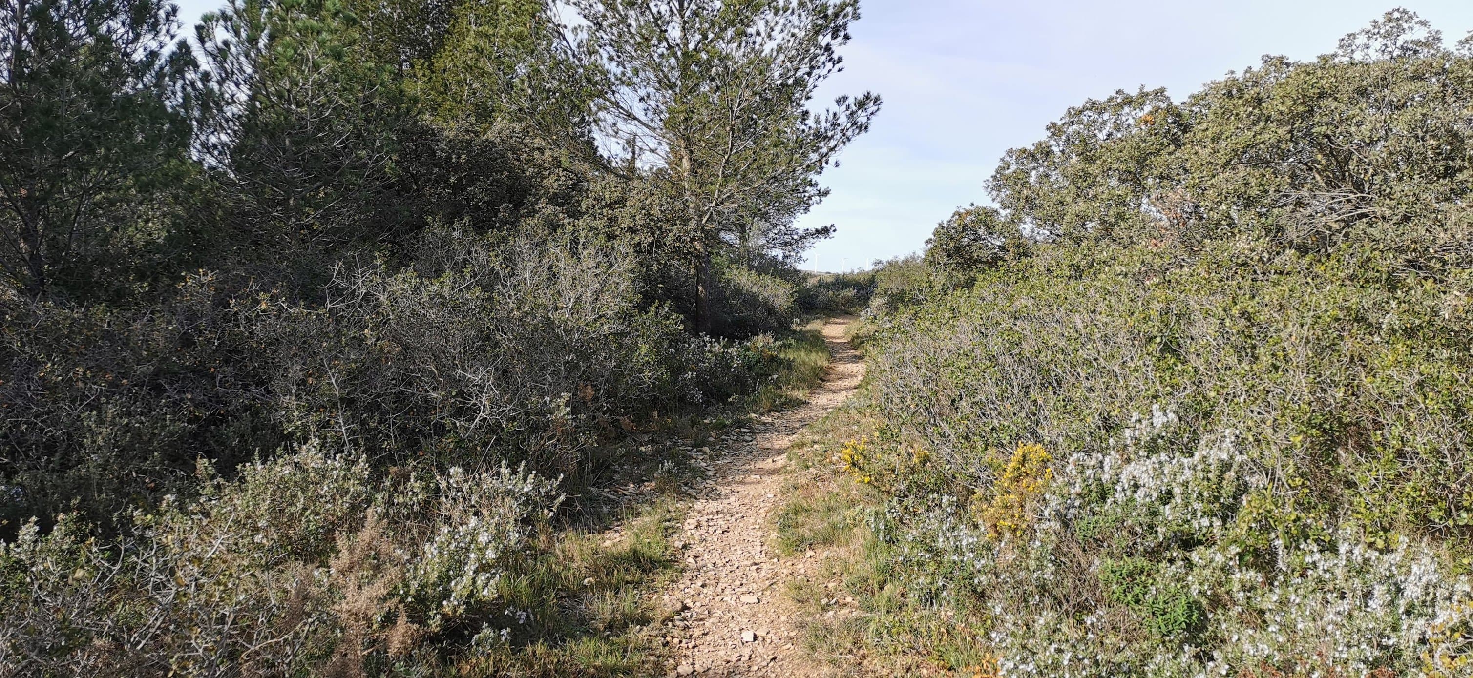 Foulée des éoliennes - image