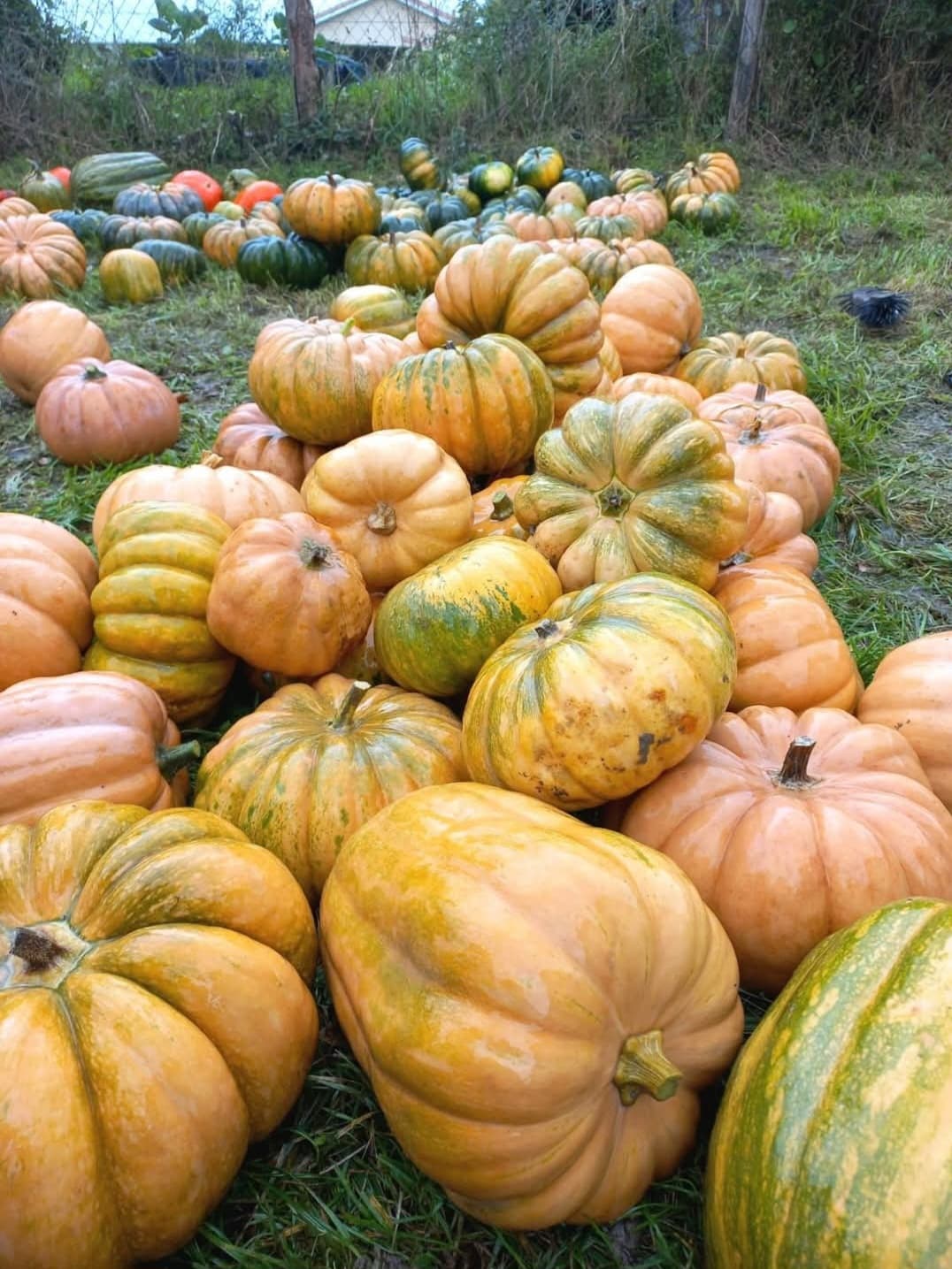 Courge à pied - image