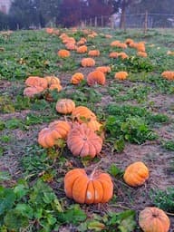 Courge à pied - image