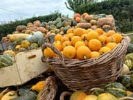 Courge à pied - image