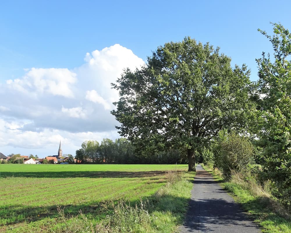 Les Foulées vertes de Mérignies - image