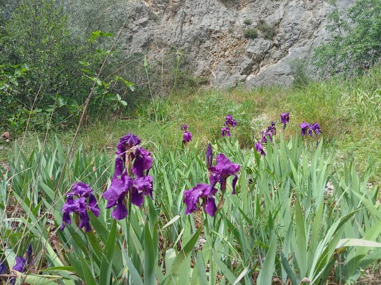 Les sentiers de la Campane - image