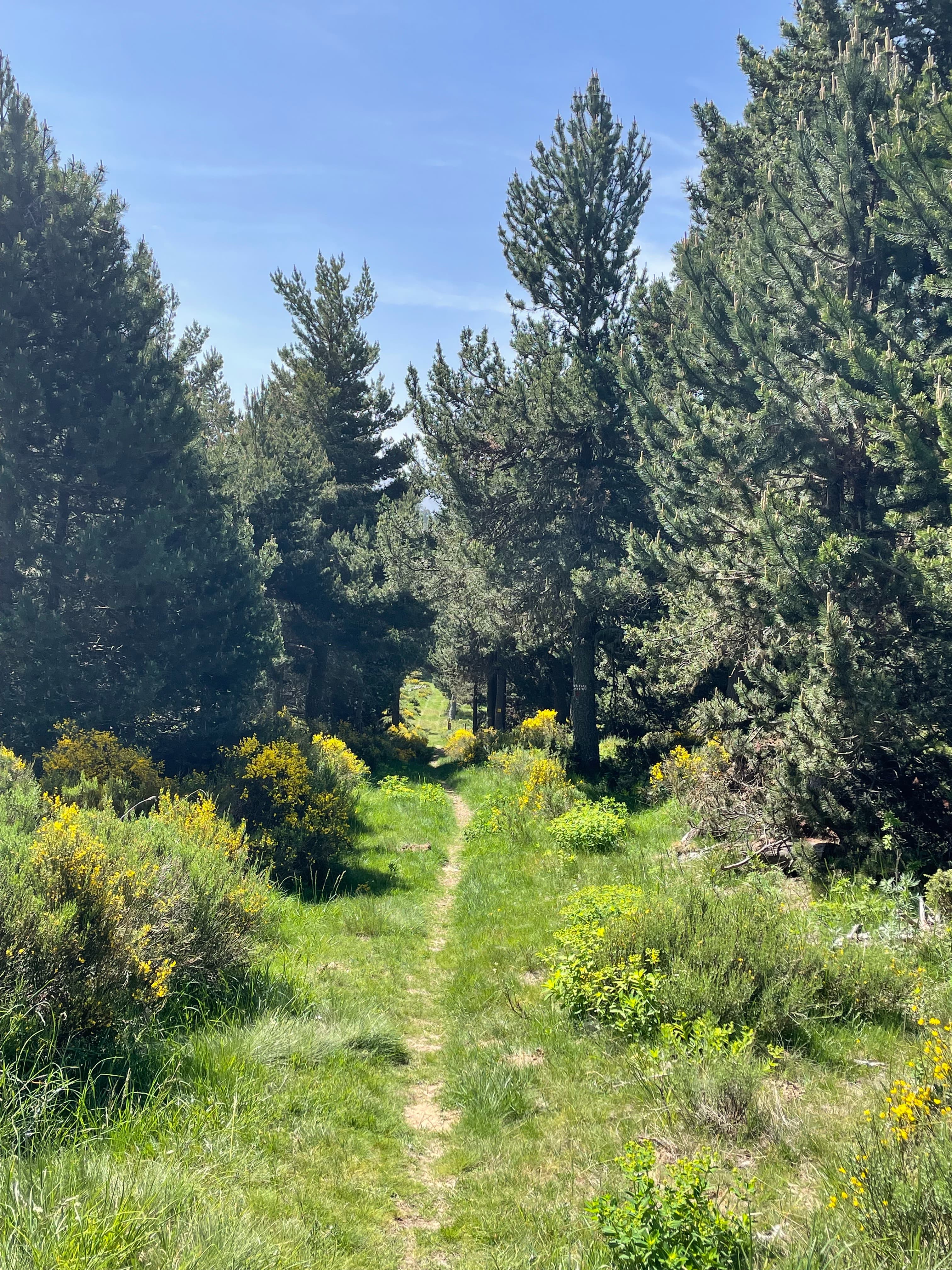 Trail Du Col De La Llose - image