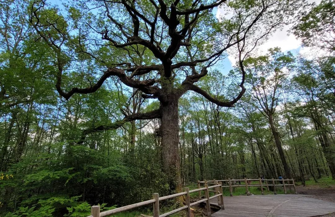 Road Trip de Brocéliande - image
