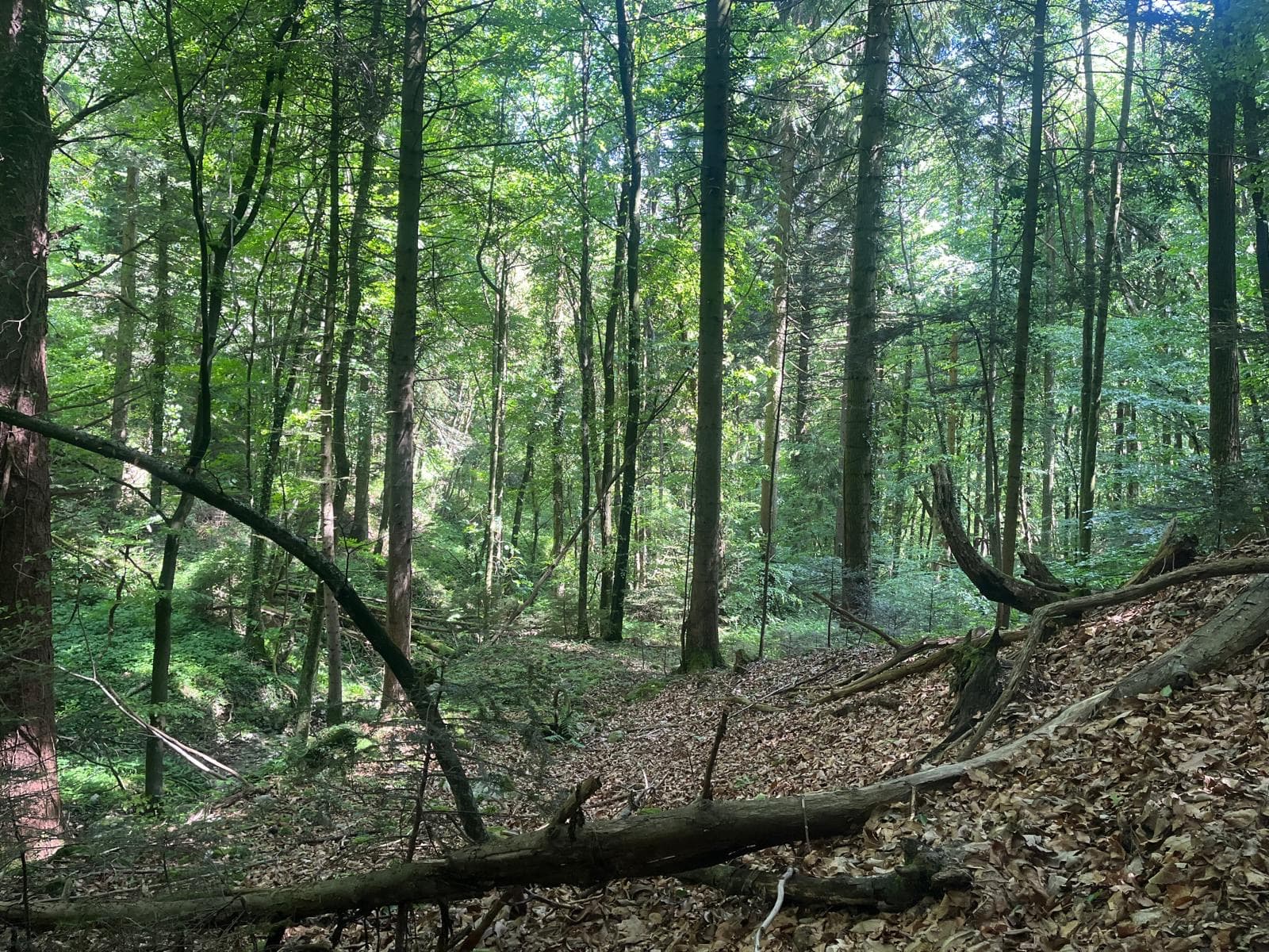 Barr’O Trail - image 4