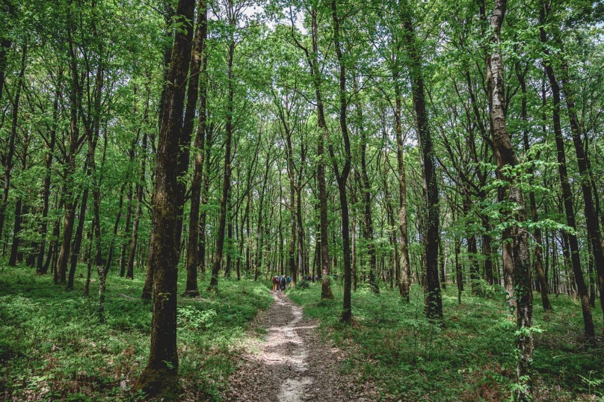 Le Trail du Lac de Sillé - image