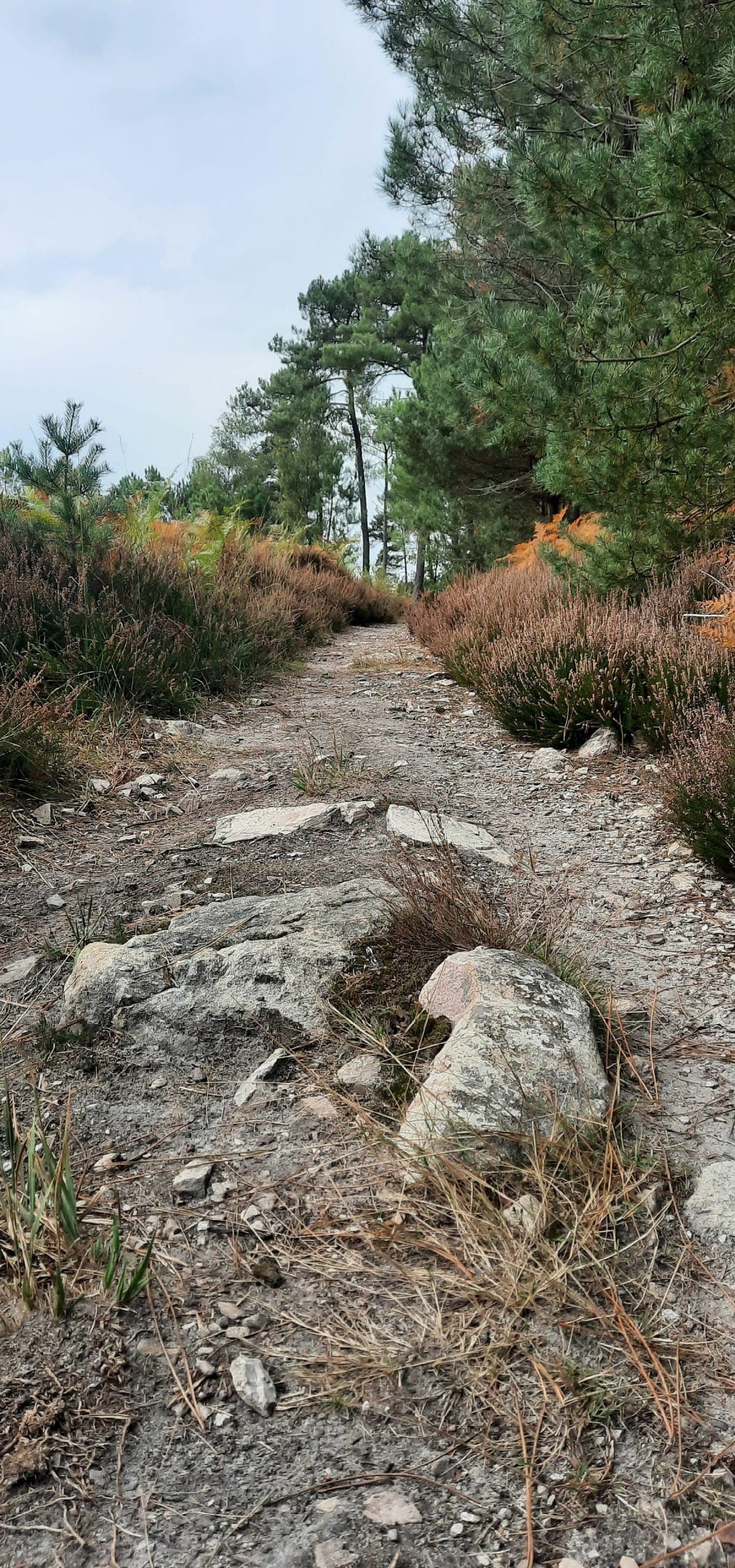 Le Trail du Lac de Sillé - image