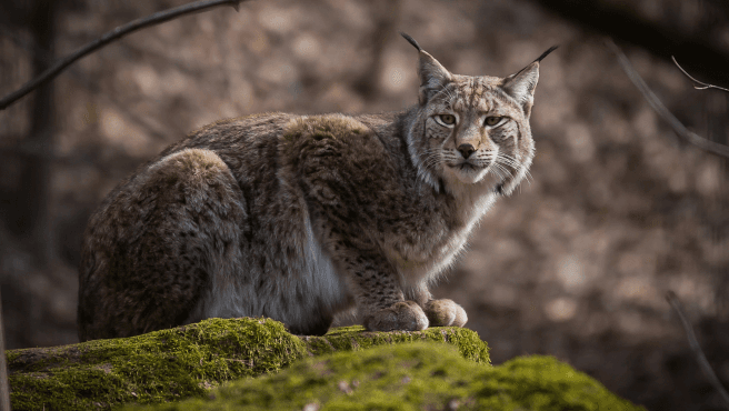 Trail du Lynx Jurassien - image