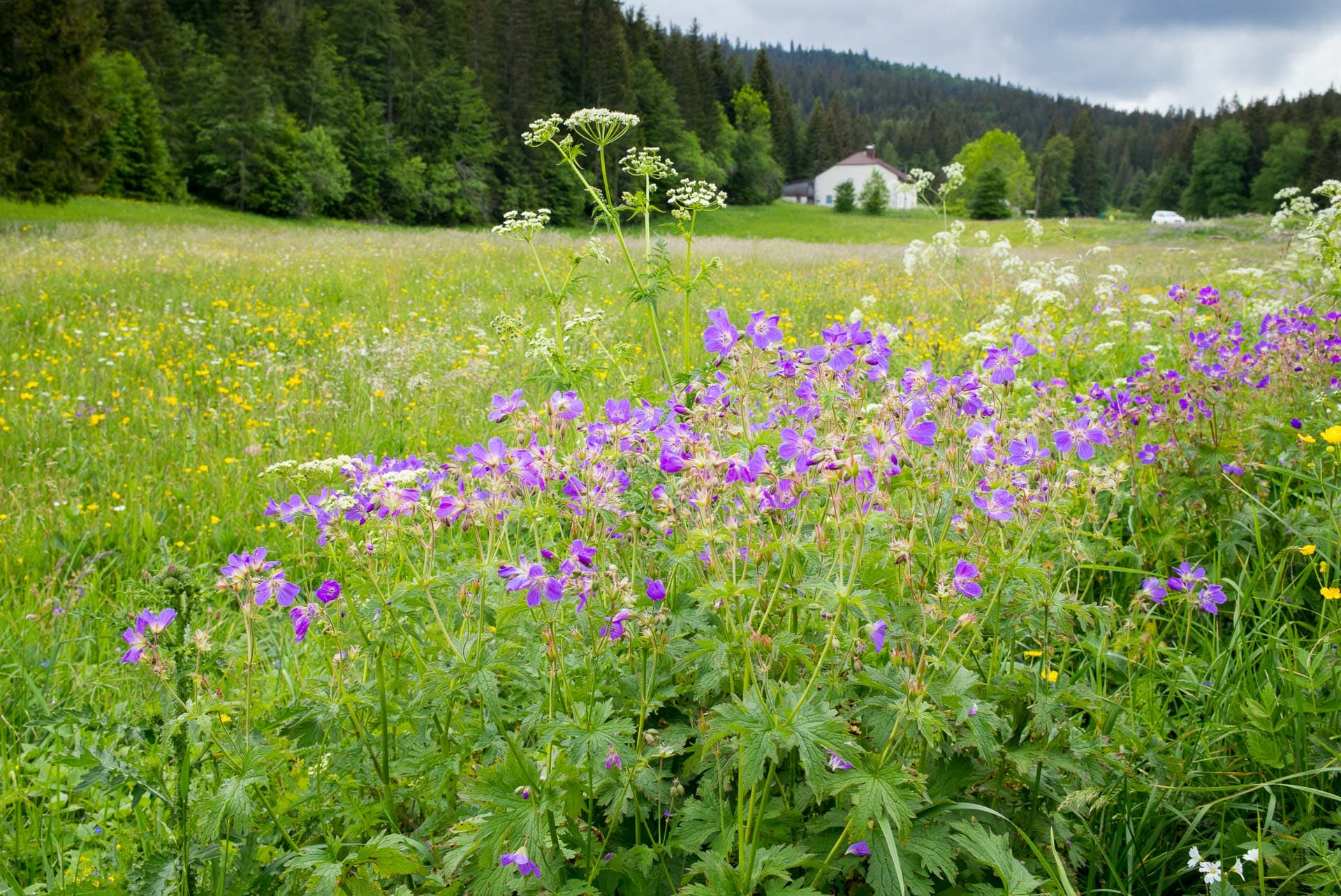 Trail du Lynx Jurassien - image