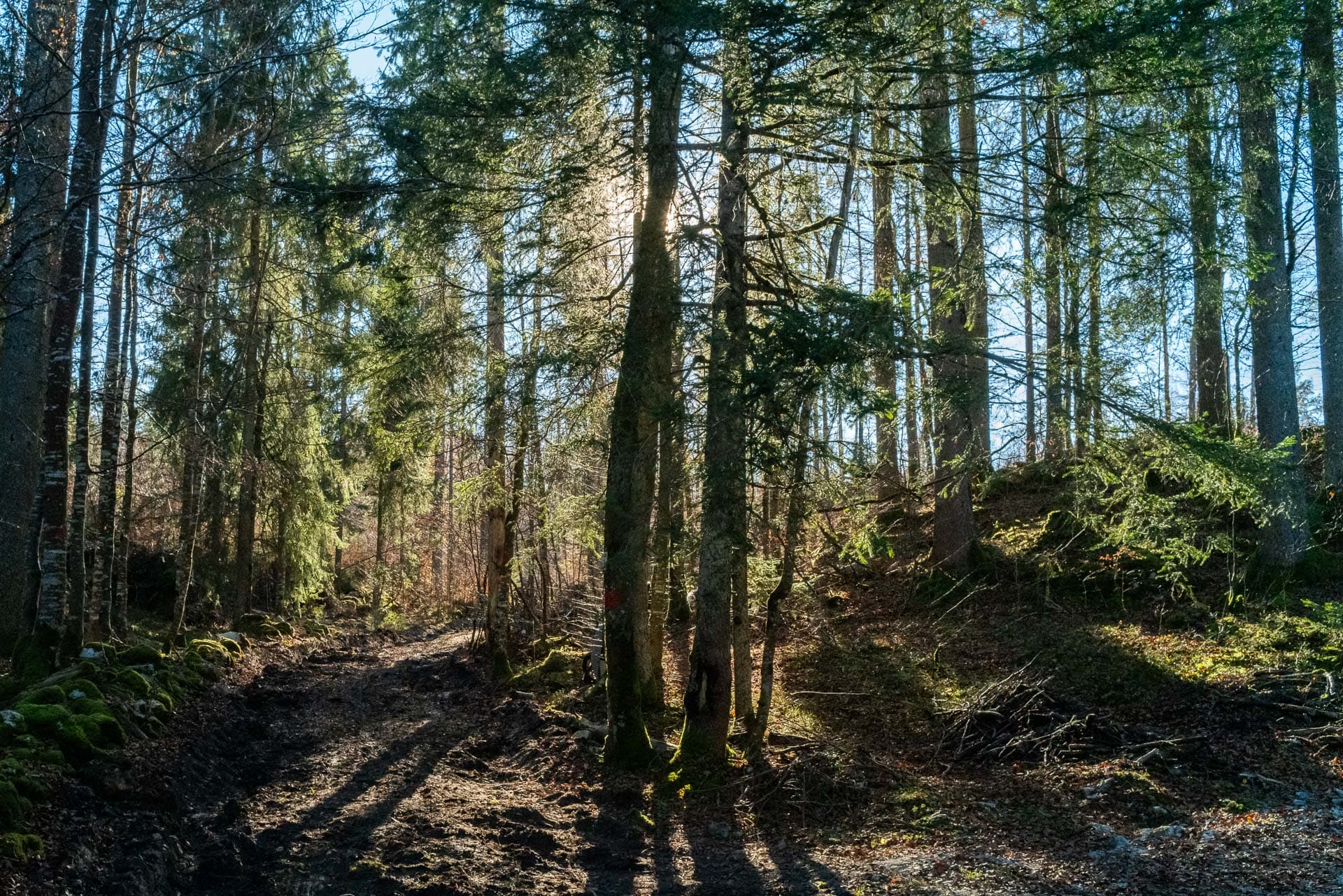 Trail du Lynx Jurassien - image