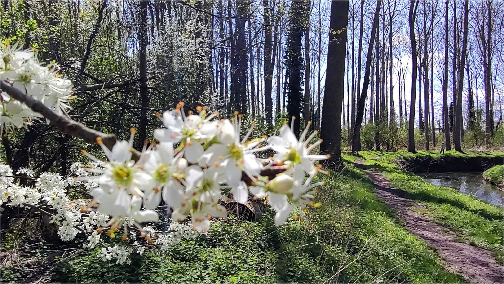 MUT Trail Festival - image