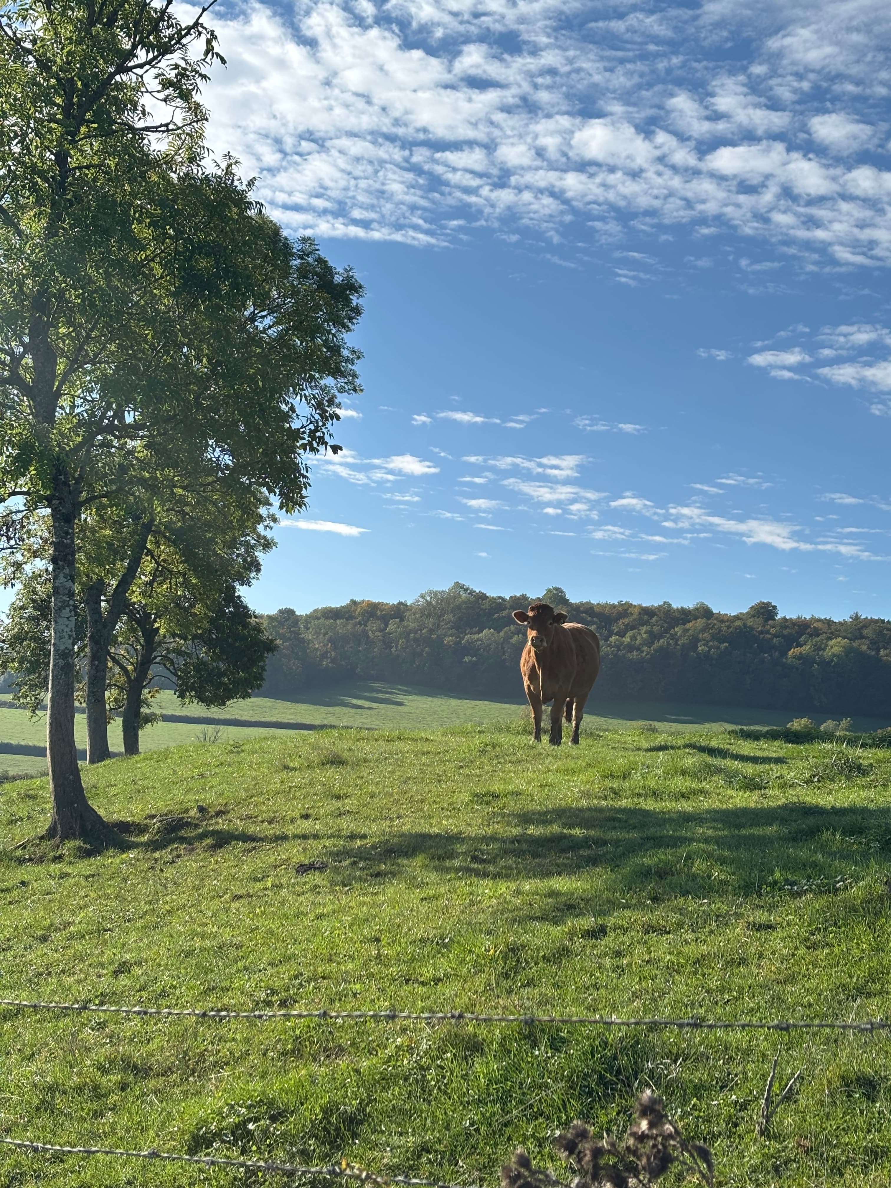 Trail Côtelettes - image