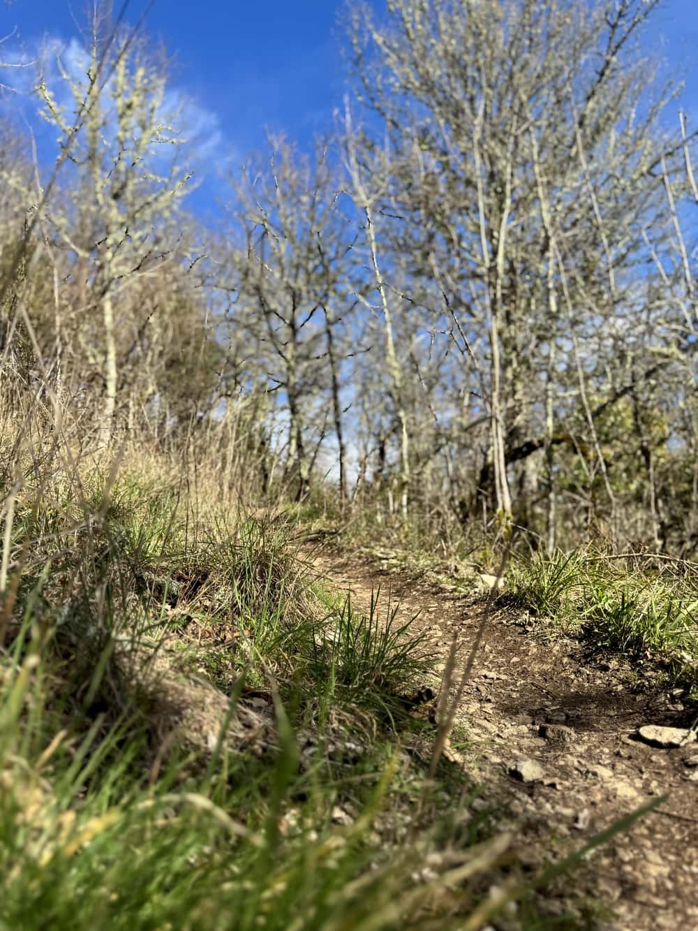 Backyard de Pâques - image 4