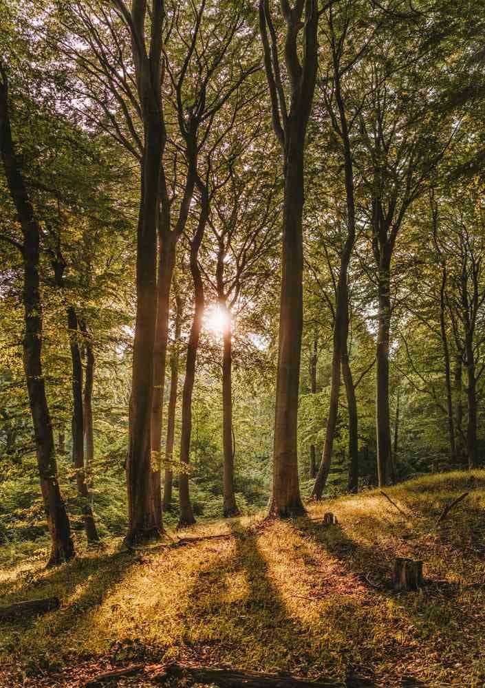Trail des beaux-monts - image