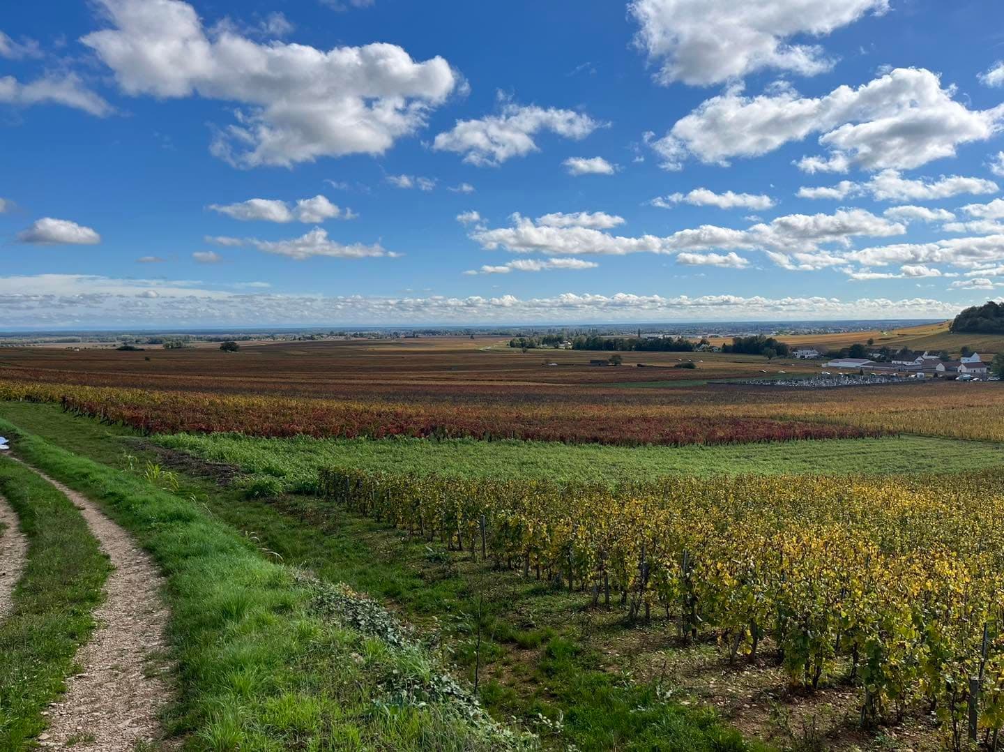 La foulée des vendanges - image 5