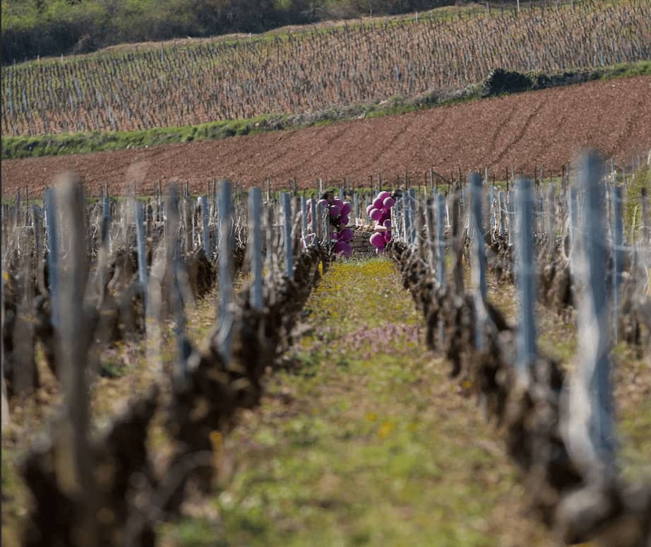 Marathon des vins de la côte chalonnaise - image