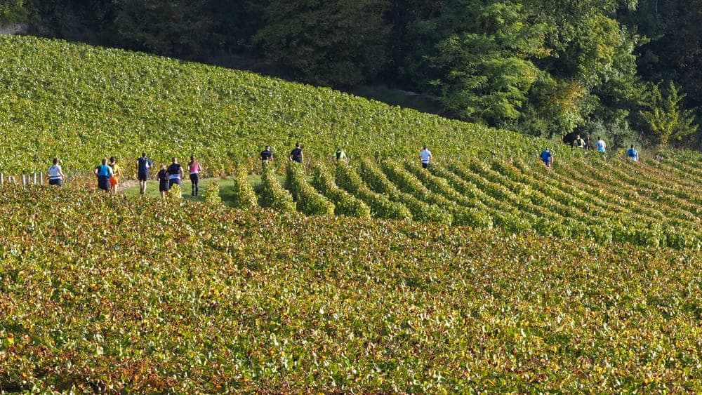 Trail de la noxe - image