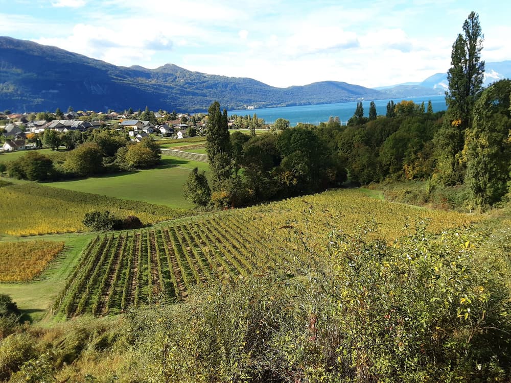 Cross de la saintinoise - image