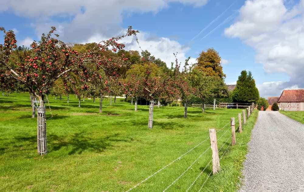 Trail du Bessin de jour - image