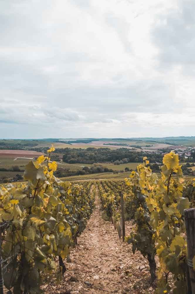Bourgogne Tonnerre trail - image