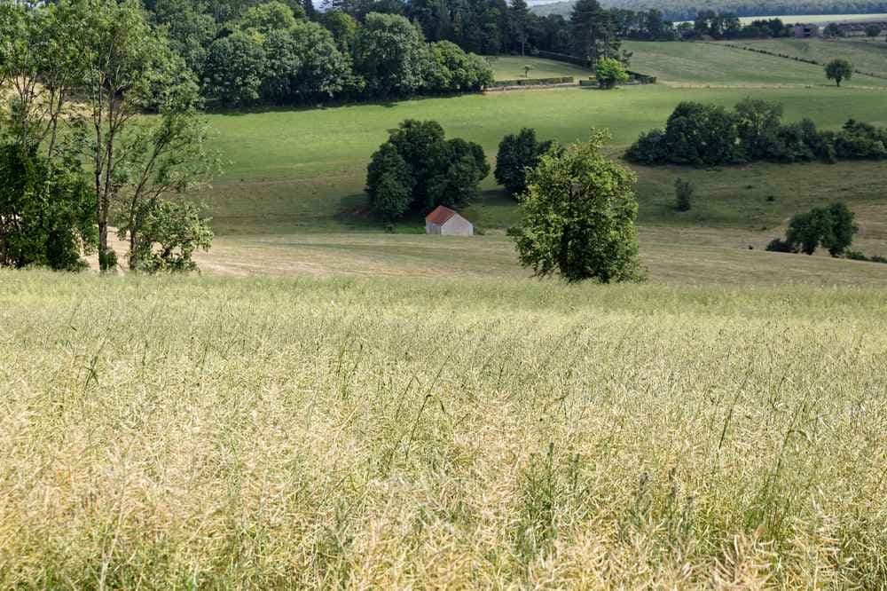 Semi de bourbonne - image