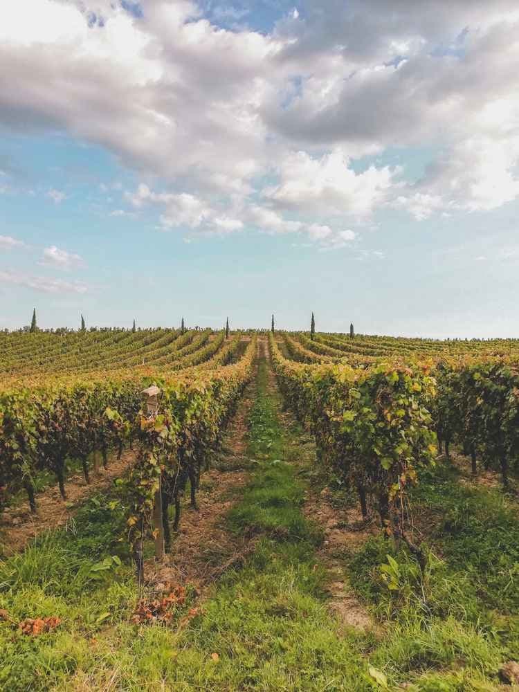 La foulée de Saint-Aubin-de-Médoc - image