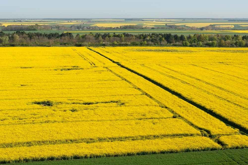 Les foulées de Nogent-le-Phaye - image